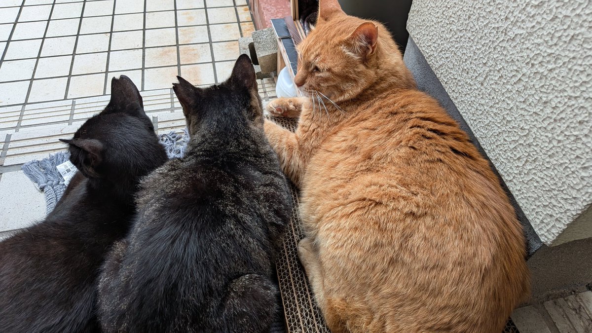 yasuko11040's tweet photo. いつも雨が降ると避難してくるトリオ😺😺😺茶トラデカい笑 https://t.co/HeMZo2C4sg