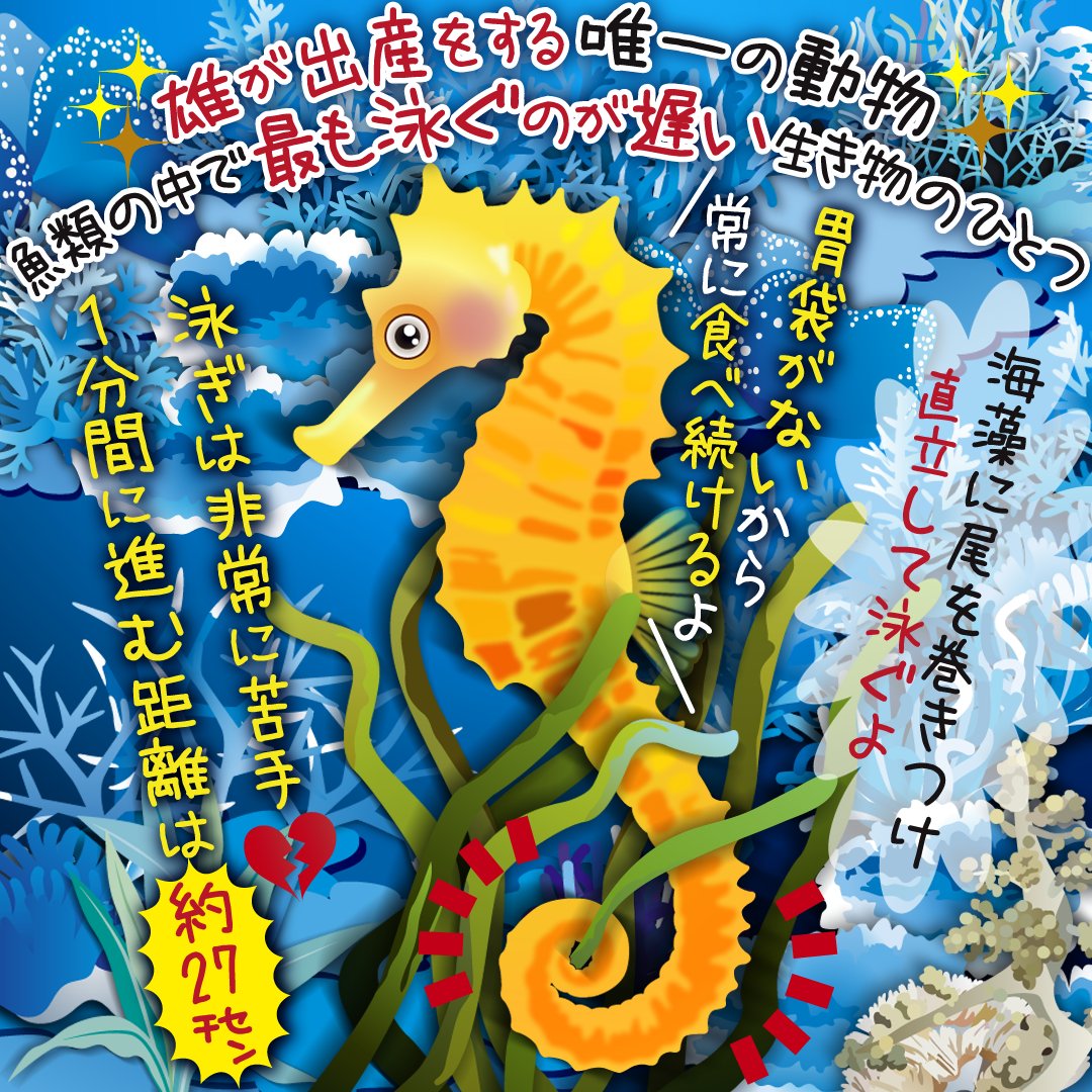live_animals1's tweet photo. こんにちは。みきみつです
7/7はメスが産んだ卵をオスが育児のうと呼ばれる袋で
稚魚になるまで育てる珍しい生き物
タツノオトシゴの日
育児のうは哺乳類のメスの子宮と同様
胎盤機能を持っているよ
また体色を変化させて海藻に擬態し
身を隠す「擬態の名人」
 ＃動物好きな人と繋がりたい ＃イラスト https://t.co/YsaR6qkTmG