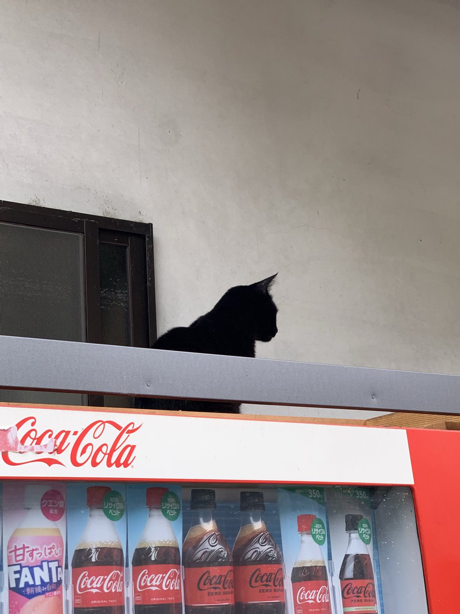 moetixa's tweet photo. 3方5湖のレインボーラインへ行き途中に猫寺見てきた!ねこさまぁ(๑ ́ᄇ`๑) https://t.co/jihAGUOpIJ