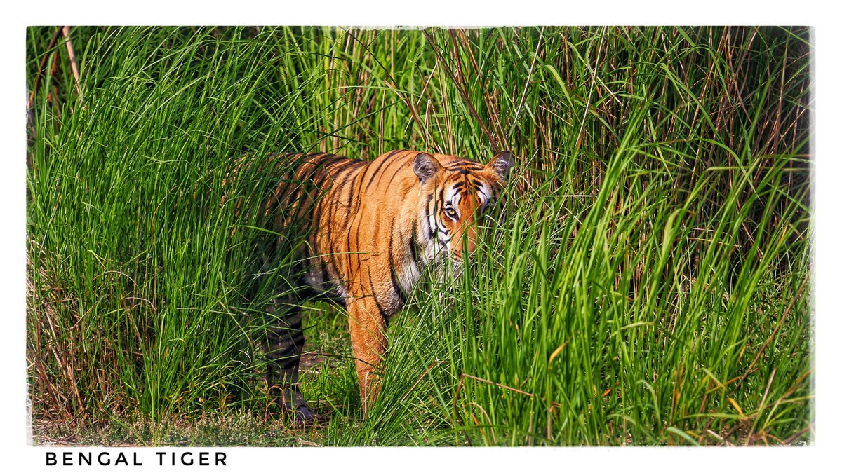 ragnyabhawani's tweet photo. Bengal Tiger #Scissor
#Dudhwa https://t.co/XIkn1BvID9