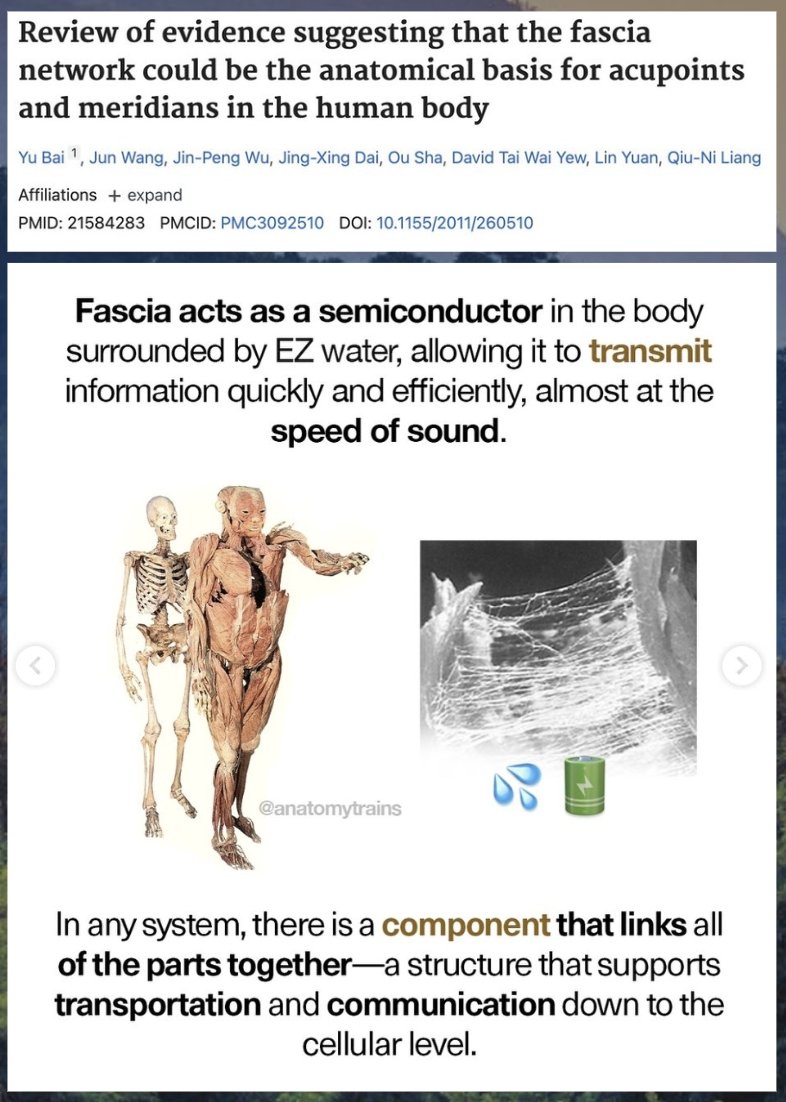 jack_schroder_'s tweet photo. Ancient medicine across many cultures was mapping something very deep in human health, thousands of years before modern science existed.

> energy chakras align almost perfectly with various organs and neuroanatomical plexus/ganglia

> the water networks found within the CSF (99.9% H2O) anatomically connects to these chakras

> fascia is a semiconductor that carries energy (Qi/Prana) throughout the body at remarkable speeds

> fascia contains  >250 million nerve endings, making it the body's richest sensory organ

> fascia networks trace anatomically to acupuncture points and meridian lines 

> as per Robert O'Becker/Andrew Marino's work - acupuncture points appear to be nodes where the body’s bioelectrical control system concentrates and amplifies signals

> high inflammation and poor bioenergetic could compromise these bioelectrical networks (think blocked Qi), leading to all forms of disease that we know of

> suboptimal posture/biomechanics leads to implications around breathing (CSF flow/nervous system), and collapse/tension of fascia (loss of energy flow), this may correlate to a block of certain chakras

> an example is hunched over shoulders; this posture compresses the chest, restricts diaphragmatic breathing, and creates chronic fascial tension across the upper back/sternum, which is an area that maps to the heart chakra, potentially reflecting or reinforcing a blocked/guarded emotional state at the physical level

> the heart chakra also sits directly over the thymus and heart itself, carrying downstream negative health effects for thymic function (eg., involution), cardiovascular health (eg., tachycardia/arrhythmia), and blood/lymphatic flow through that same region.

The images below help tie it all together. Truly amazing to be able to connect all of these dots.