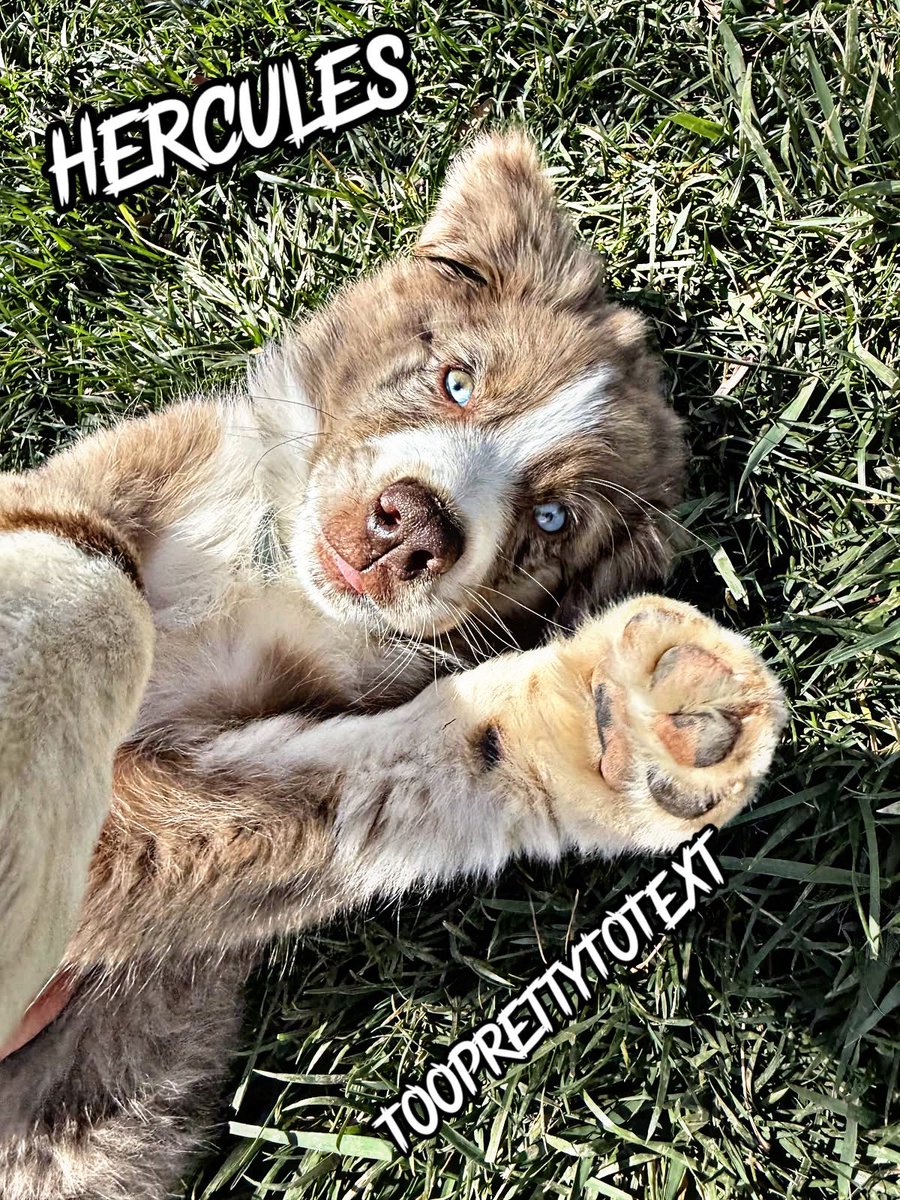 TooPrettyToText's tweet photo. I may have snuck a dog in the house…I may have named the dog Hercules. https://t.co/wsY5PhUKzG