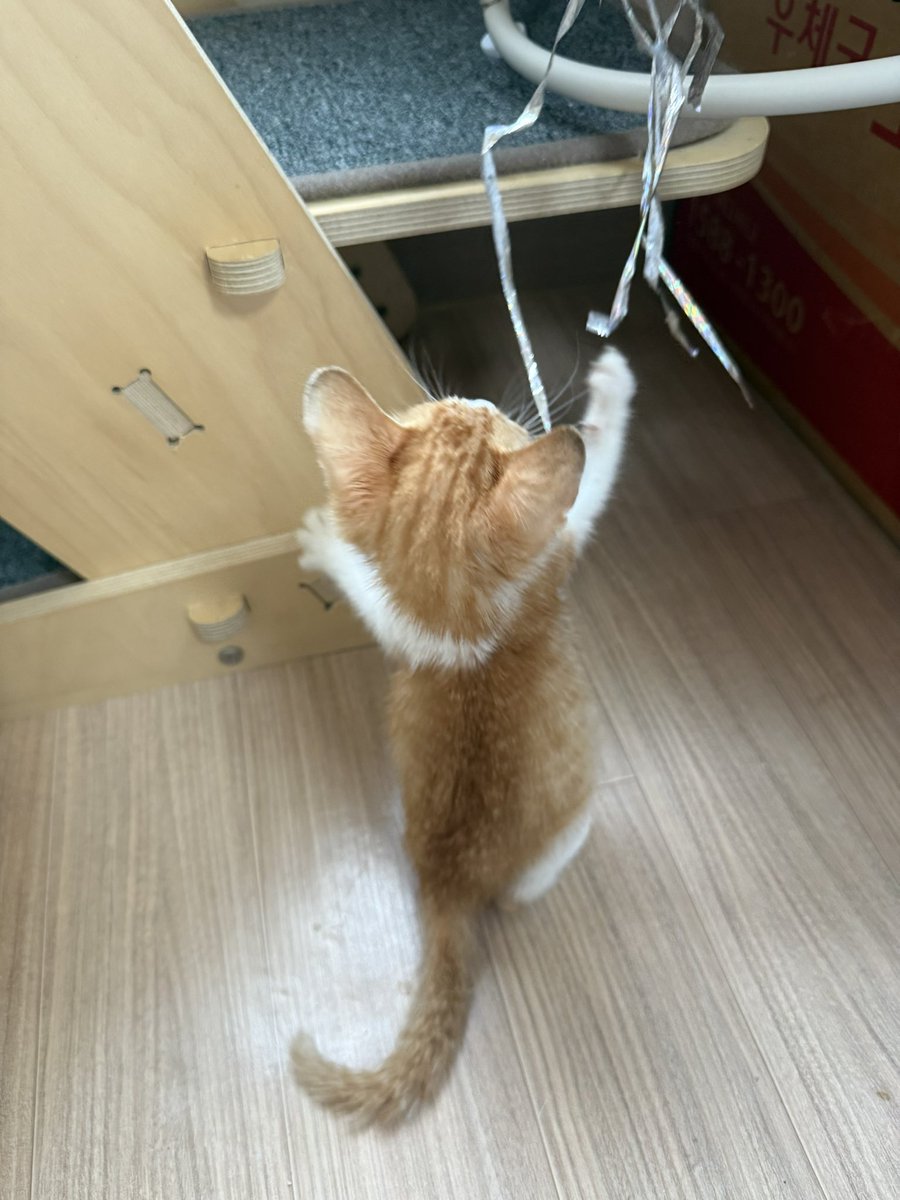 kimdoaeng's tweet photo. 아기고양이 집중하는 발 좀 보실 분 https://t.co/ypGZJaT4R5