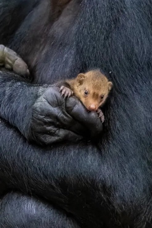 AMAZlNGNATURE's tweet photo. The unusual sight of a young male bonobo gently holding a mongoose pup deep in the rainforest

Wildlife photographer Christian Ziegler observed the encounter for more than an hour, with the bonobo eventually letting the tiny mongoose go unharmed https://t.co/34nYCH9sbD