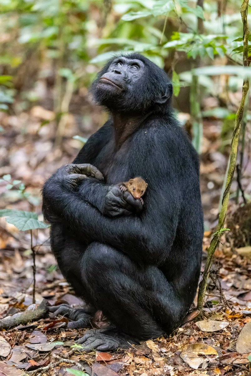 AMAZlNGNATURE's tweet photo. The unusual sight of a young male bonobo gently holding a mongoose pup deep in the rainforest

Wildlife photographer Christian Ziegler observed the encounter for more than an hour, with the bonobo eventually letting the tiny mongoose go unharmed https://t.co/34nYCH9sbD