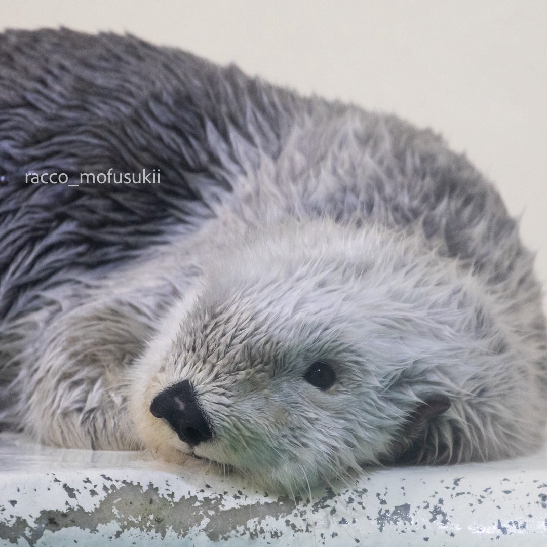 racco_mofusukii's tweet photo. まったり可愛い💕
#鳥羽水族館 #ラッコのメイちゃん #seaotter https://t.co/WzsZkjD1wT