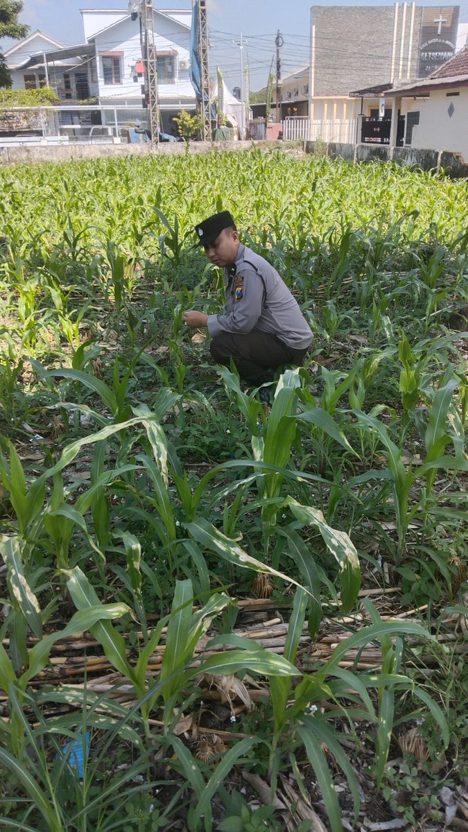 PolTempursari's tweet photo. KAPOLSEK DAN BHABINKAMTIBMAS POLSEK JATIROTO DUKUNG KETAHANAN PANGAN 
#astacita #swasembadapangan #ketahananpangan #ketahananpanganpoldajatim #ssdmpolri #divhumaspolri #birosdmpoldajatim #bidhumaspoldajatim #polreslumajang #kabupatenlumajang https://t.co/Zk415uafZ3