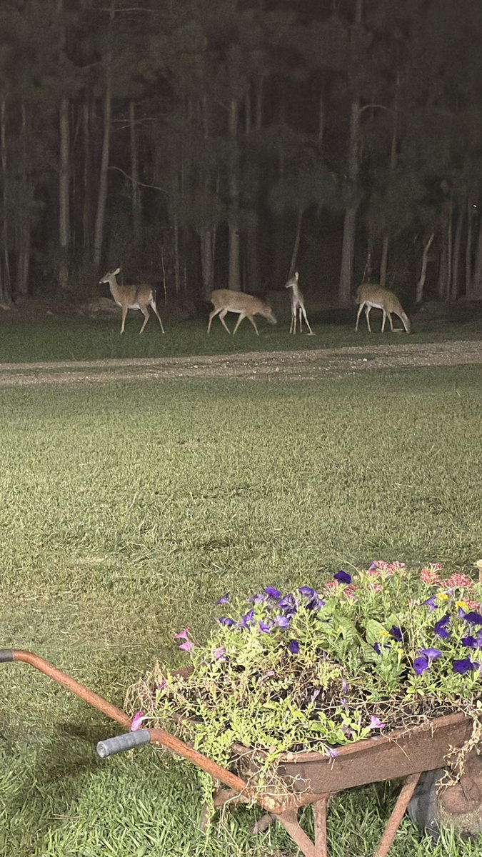 MrG_in_Bama's tweet photo. Wow yβallβ¦ good night from central Alabama! These beauties just showed up in the yard again. Pure magic at dusk. Sweet dreams everybody π¦πππ¦΅πΌπ¦΅πΌ #RollTide #DeerLifeβ https://t.co/A91bzBTj7s