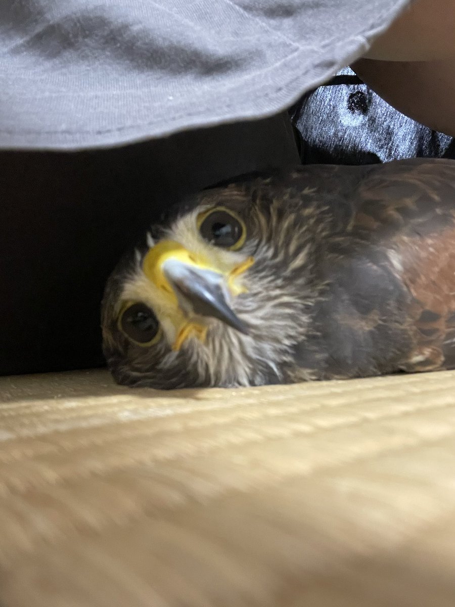 joh0225's tweet photo. 足元で平たくなってる鳥。 https://t.co/HgmRGAZMHb