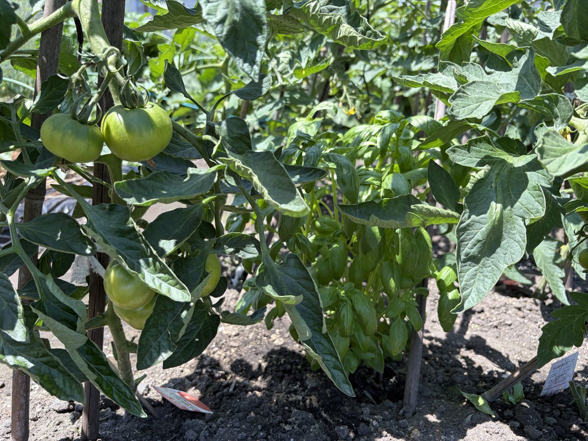 9972hiro's tweet photo. いい天気 🍅🌿 https://t.co/bvKcHImrY9