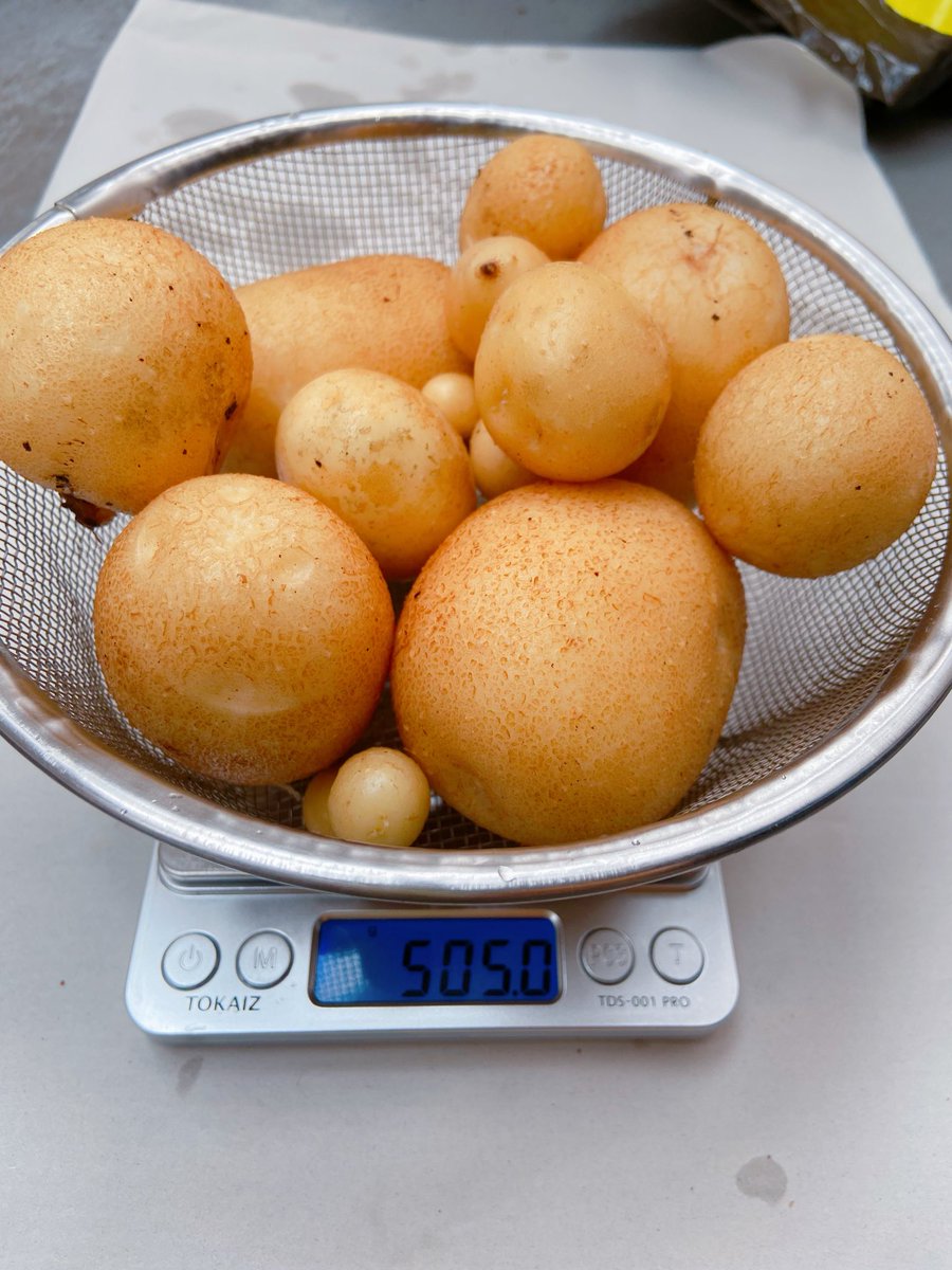 imuz's tweet photo. ポテトバッグの収穫しましたー
最大重量 107.3g
総重量 505g
でした！
もっと沢山収穫できるよう次回も挑戦してみたいです！楽しかったー♪
#ポテトバッグ甲子園2026 https://t.co/yntotKZ0Tn