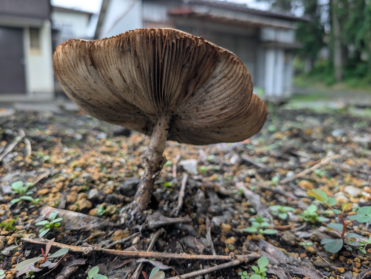 sugisugi223's tweet photo. 庭で目に付いたキノコ🍄‍🟫
デカっ❗️なんじゃこりゃー（約12センチ）😳😳❗️❗️食したら駄目な奴⁉️🤔 https://t.co/rvC5ZTAPNx
