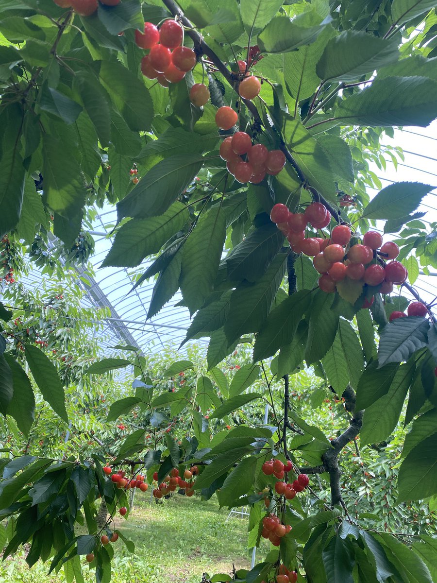 sky202r's tweet photo. さくらんぼ狩り🍒 https://t.co/2zFsHXo46H