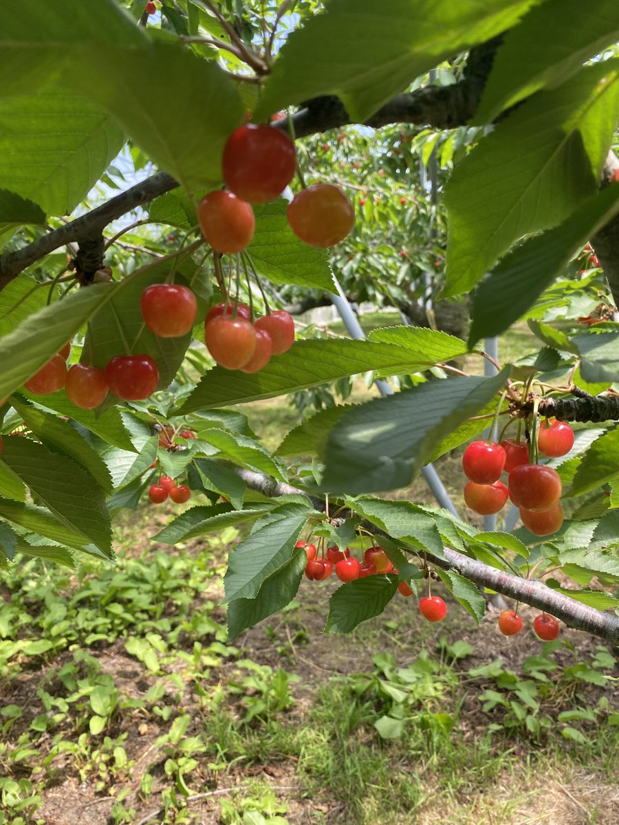 sky202r's tweet photo. さくらんぼ狩り🍒 https://t.co/2zFsHXo46H