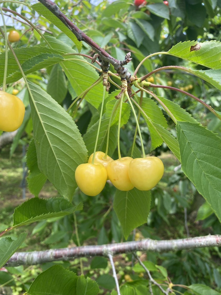 sky202r's tweet photo. さくらんぼ狩り🍒 https://t.co/2zFsHXo46H