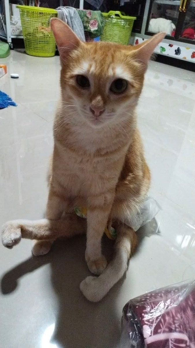 Pawinna2's tweet photo. คือแบบ..อห คิดอยู่ว่าจะมีอาสามาช่วยน้องมั้ยวะ ตอนนี้ก็ผ่านมา6วันแล้ว การตามหาแมวตลอดทางรถไฟแม่งเป็นเรื่องยากมาก ถ้านี่เป็นเจ้าของนะกุจะไปฟ้องการรถไฟแม่ง #แมวหายบนรถไฟ #แมวหาย #ชุมพร https://t.co/0LVG9cNdgk