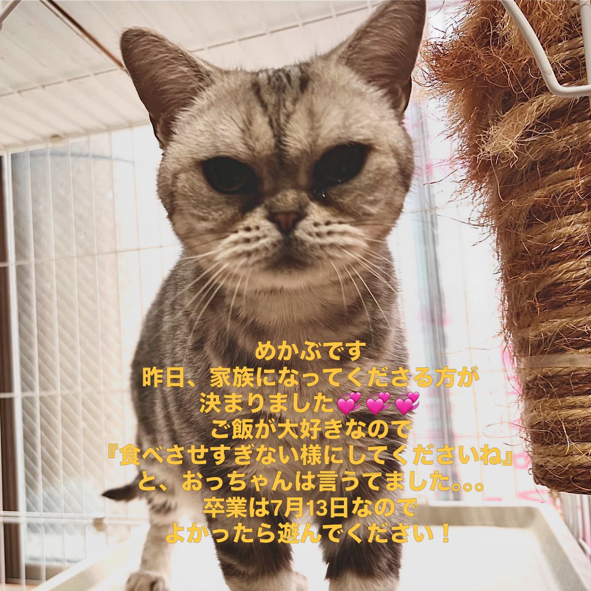 認定NPO法人にゃんずプロテクト 保護ねこカフェ ねこの木 (@nekono_ki 