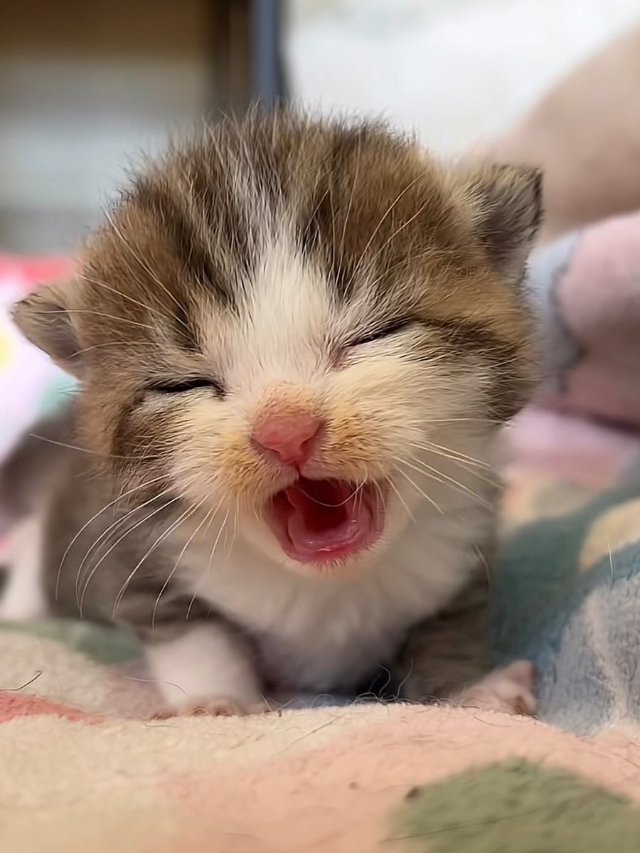Jasonmj9e's tweet photo. Smol silly cat 😺 https://t.co/RUz34kI6xP