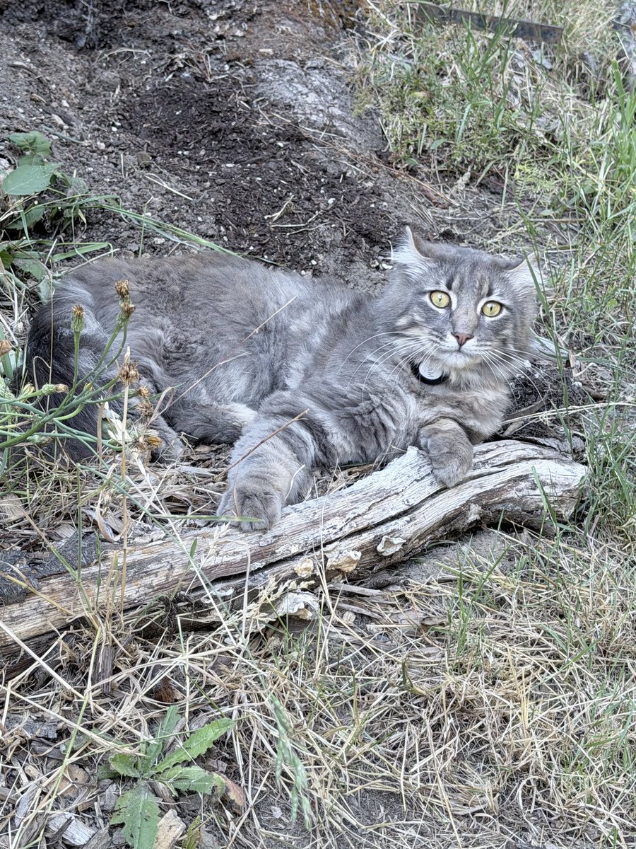 burnt__crisp's tweet photo. Just a beautiful cat. https://t.co/WTRXRTpjHI