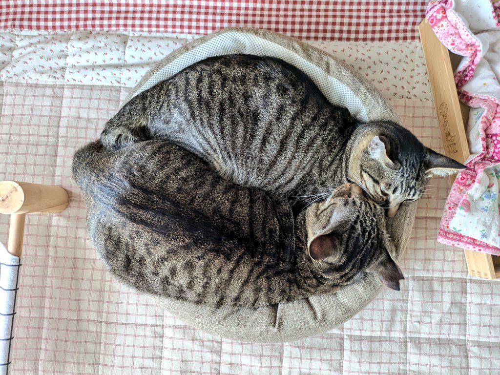 8pTiu's tweet photo. 今日も一緒☺️🐱😺✨ https://t.co/EQqGAzSfHB
