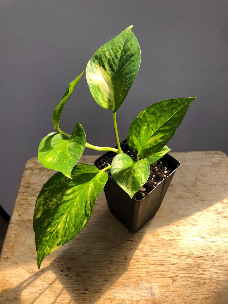 Curves_info's tweet photo. Are you a beginning gardener? Do you love plants, or are you wanting to grow your existing garden faster? Join our plant club and get 2-3 new plants every month. This also makes a great gift 😊. https://t.co/J28SNBk7Ex https://t.co/64afgGlqaB
