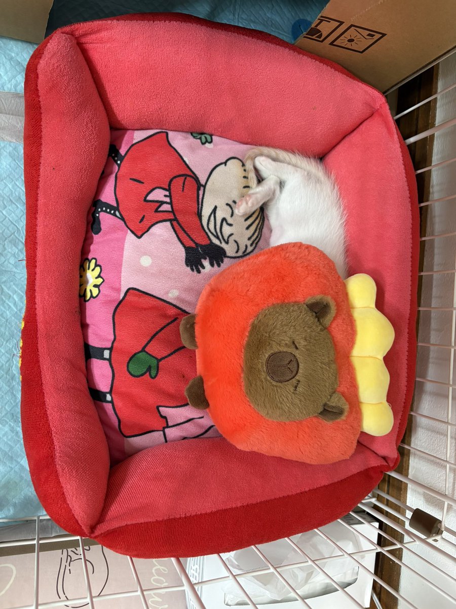 a6_vt's tweet photo. これはお布団ですか？🥺
ねんねしてる😴 https://t.co/3v6iSVIW9x