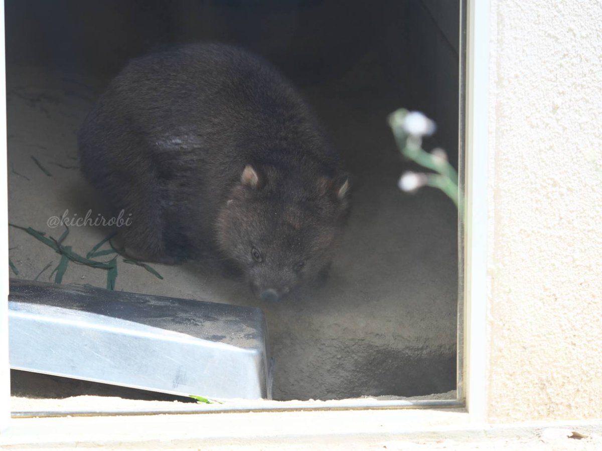 kikichirobin's tweet photo. ひっくり返したのは
君だよ

⭐️五月山動物園は再整備工事につき休園中です

#コウ 　#五月山動物園 　#池田市　#ウォンバット #wombat https://t.co/0X7z5cvYLB