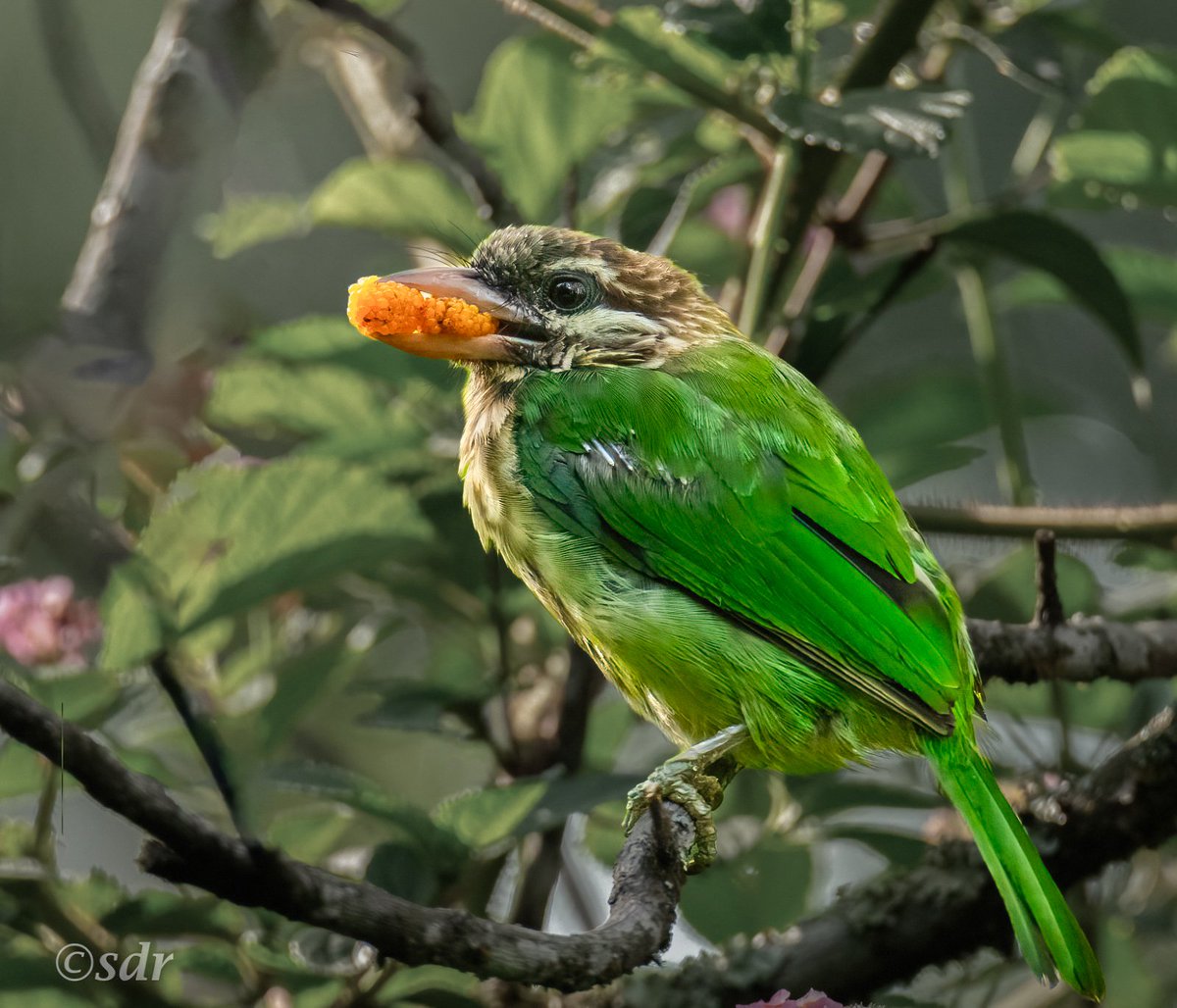 sanshali1's tweet photo. White Cheeked Barbet with food for it's juvenile. #IndiAves #Nilgiris #nikonz8 @ragnyabhawani @NatureIn_Focus #BirdsSeenIn2026 #birdwatching #birdsnesting #birdphotography #barbet https://t.co/4PoazntCR5