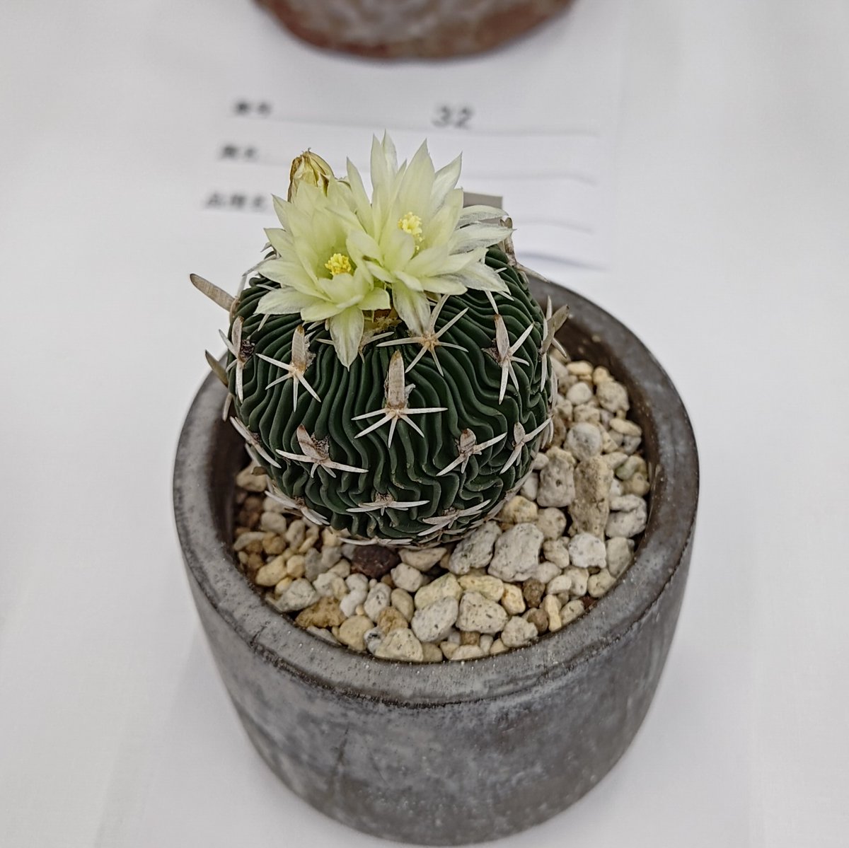tanip39010's tweet photo. 展示品から 群生サボテンがアツい！ https://t.co/n89EZDM8L2