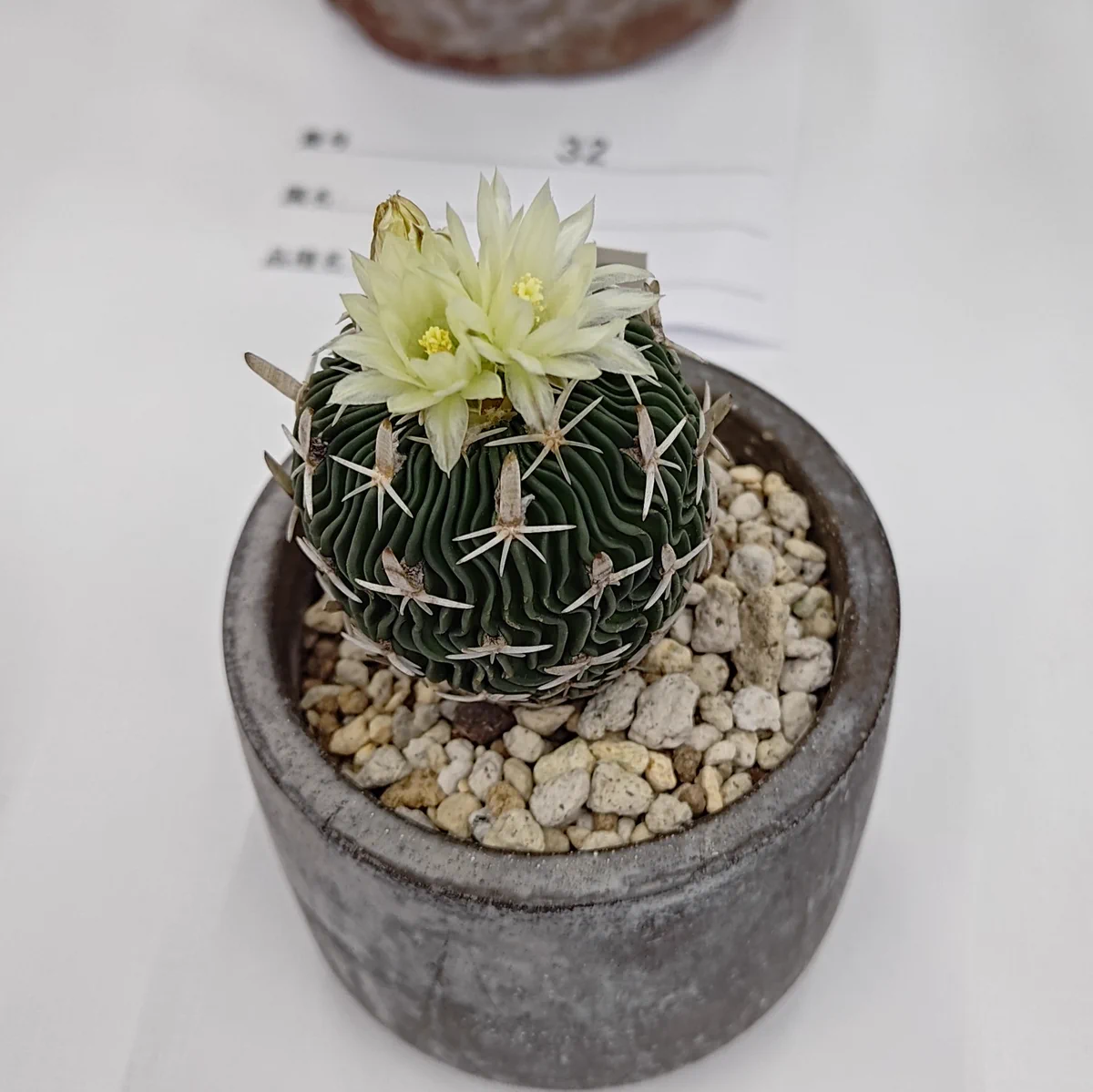 群生サボテン 鉢植え 多肉植物 たにp@日本多肉植物の会 on X: 
