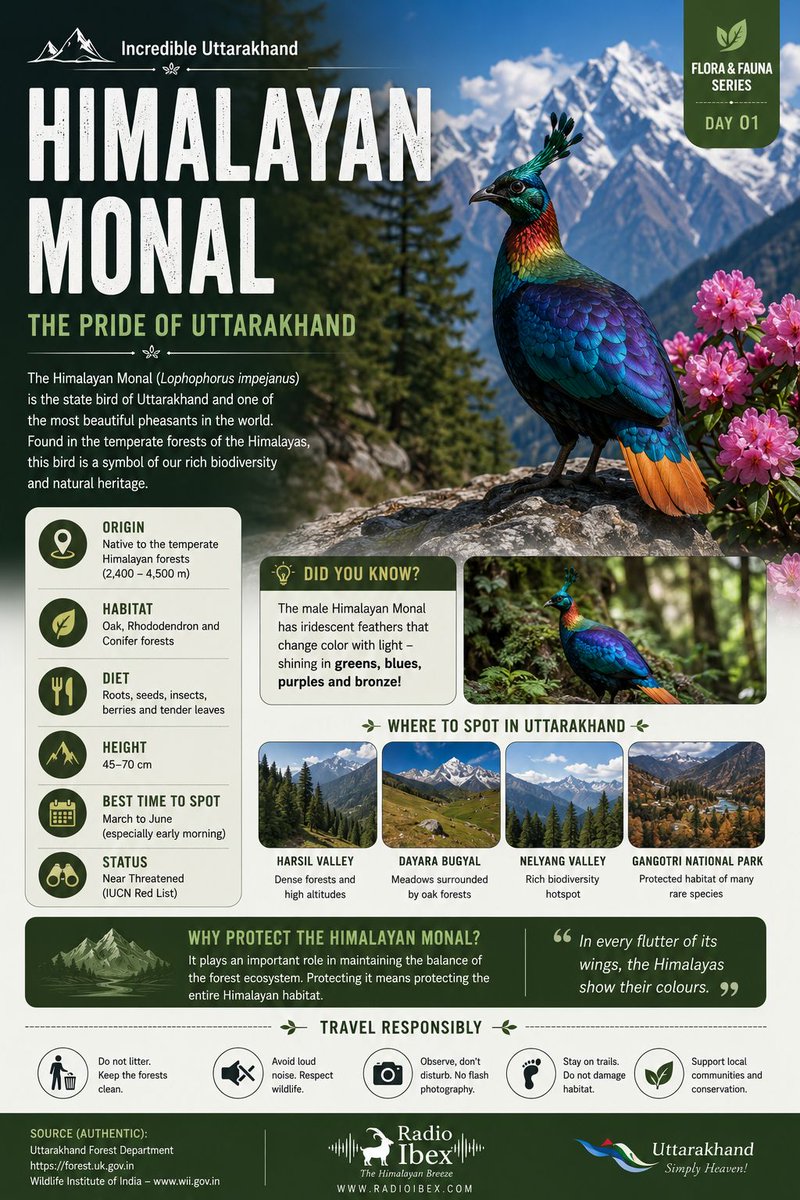 radioibextarana's tweet photo. The Himalayan Monal , the State Bird of Uttarakhand, is a symbol of the Himalayas' rich biodiversity. Protecting it means protecting our forests and natural heritage.
@suryacommand
@UBArea_IA
#HimalayanMonal #Uttarakhand #WildlifeConservation #Nature #RadioIbex #tweet #x https://t.co/DtcNi5nM1J