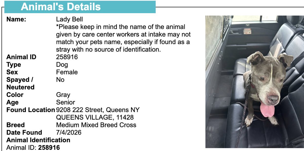 BeeDoDoobieDo's tweet photo. NYC STRAY DOG ALERT🆘
💔They may NOT get out alive💔

☎️Call NYCACC at 212-788-4000 and ask for dog by animal i.d. # in picture below.  

#258916 senior dog on 7/4/2026

🆘Posted by #TeamAnimalVoice https://t.co/vM4DLgDeXT