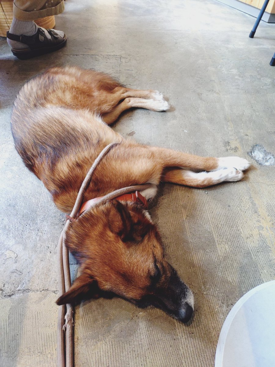 ruhchan1's tweet photo. 日曜日のカフェ。家族連れで混み合ってきた。
人の皆さんになんとなく混じってる僕🐶

あめ🐶

#保護犬 https://t.co/6Zn59hGE96