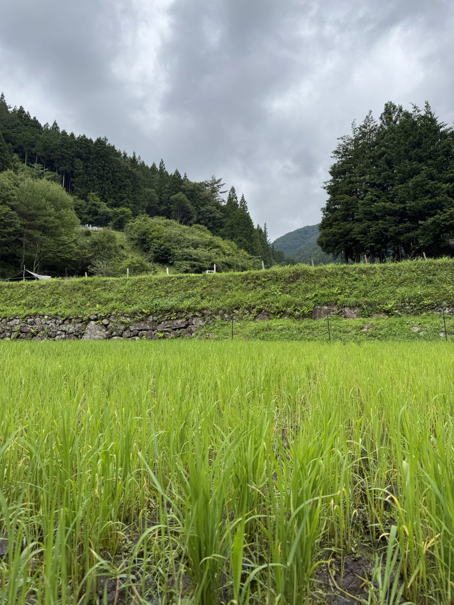39Yunna's tweet photo. 吉田山田米だツアー2回目、草取りに参加してきた❗️
はったんどりって道具を使って過去最高難度の雑草になんとか勝利‼️稲と雑草の区別が難しくてめっちゃ大変だった❗️完璧じゃないけど大丈夫だよね❓

#吉田山田 https://t.co/nb6u4Fvsjy