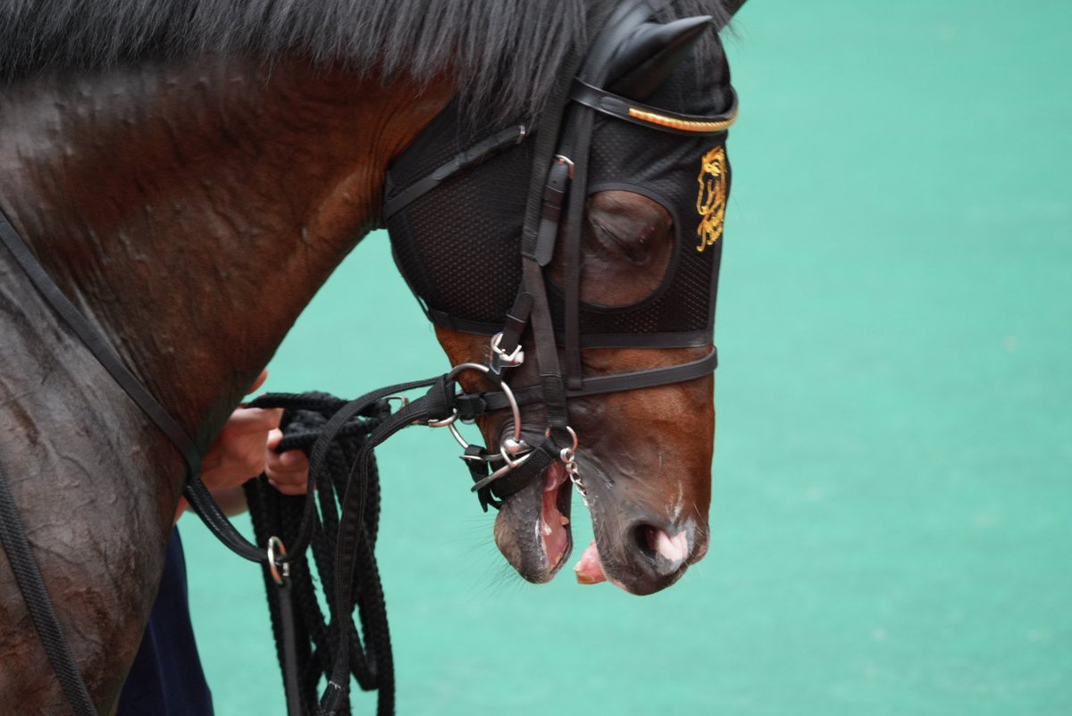 turn0218Bond's tweet photo. 2026.7.4 小倉競馬場 11R
 #ネブラディスク
パドックで
いつも通りガウガウしてたけど、顔がいいんだよなぁ https://t.co/h8ADHQ1HDc