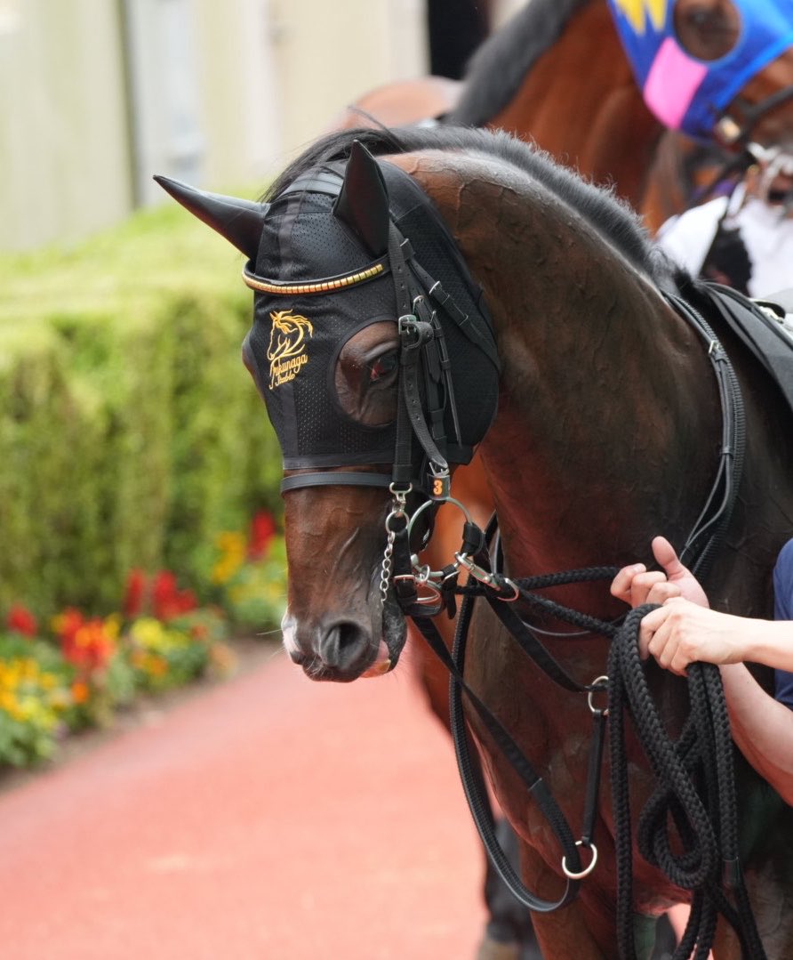 turn0218Bond's tweet photo. 2026.7.4 小倉競馬場 11R
 #ネブラディスク
パドックで
いつも通りガウガウしてたけど、顔がいいんだよなぁ https://t.co/h8ADHQ1HDc