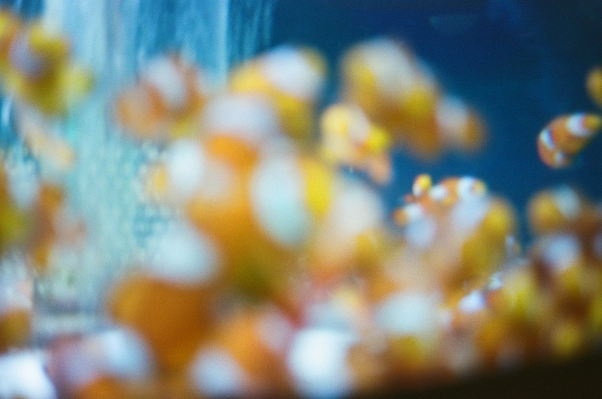 thisatotto's tweet photo. ボケたけどなんか良い https://t.co/9SwsxEd3AJ