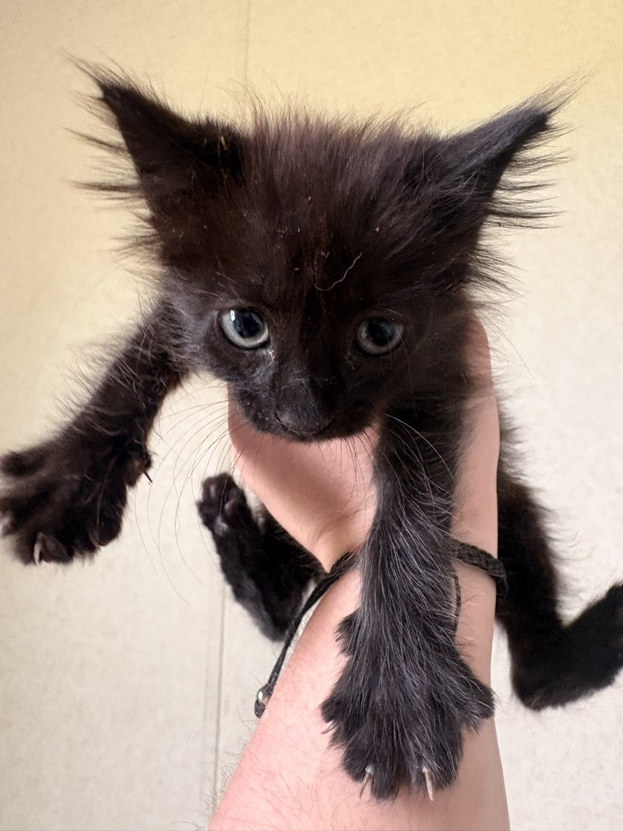 taysyardigan's tweet photo. found a kitten today btw. his name is rocky road. be nice to him https://t.co/PnQzMRzVxc
