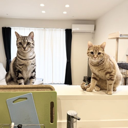 catsitterLien's tweet photo. お留守番日記を更新しました🐾

https://t.co/NnZQ7oROOu

#猫 #猫のいる暮らし #猫好きさんと繋がりたい #お留守番日記   #キャットシッター 

 #ごまちゃん 
 #よもぎちゃん https://t.co/pcn4a64jHz