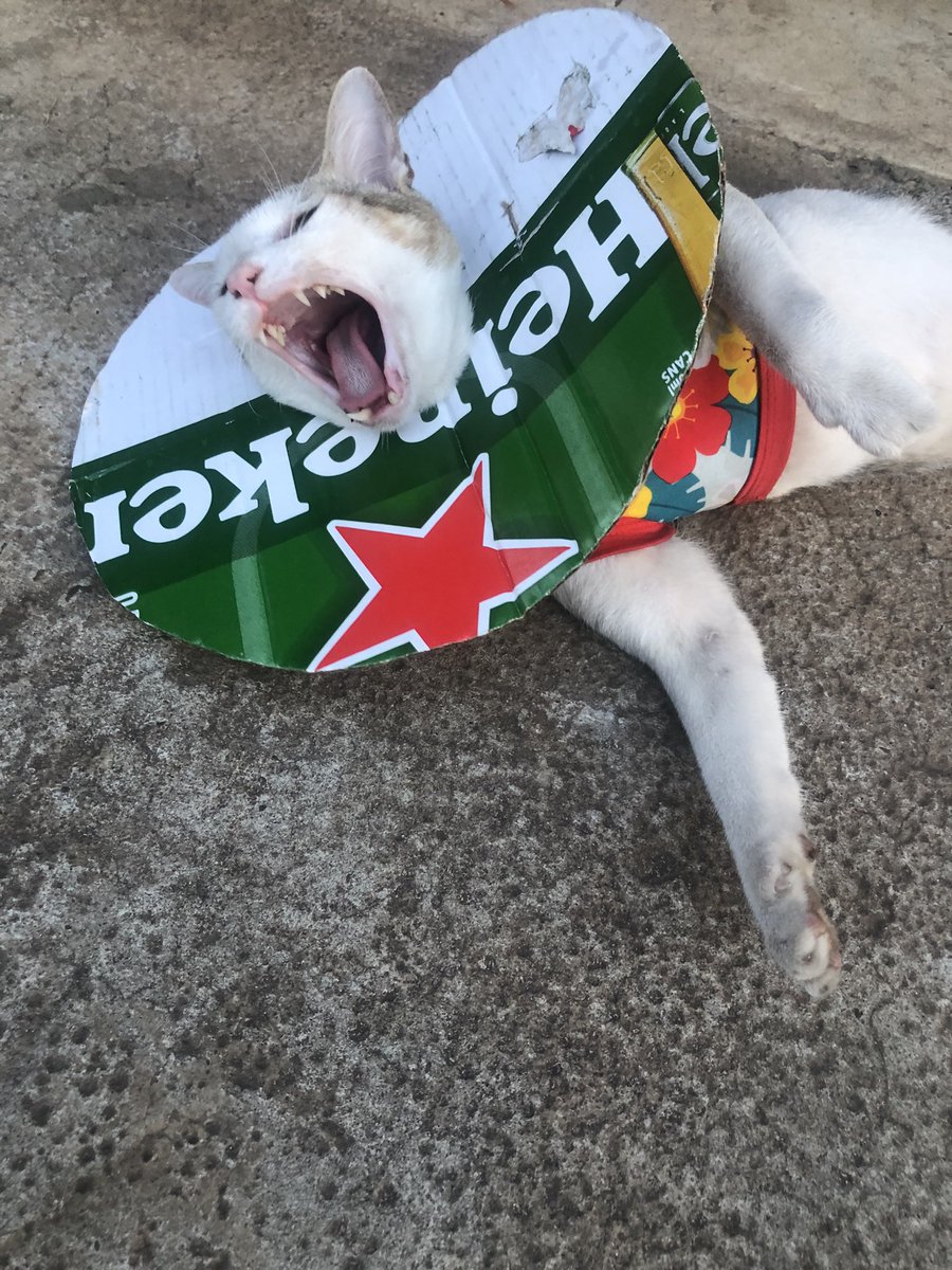 mankensensei's tweet photo. 超超超超超とんでもないことになったかもしれません
興奮でうまくタイピングタッピングできません

詳細はnoteの私のページをご覧ください

＃小倉3R的中  #新理論無敗競馬確立 https://t.co/0wrVqCzf97