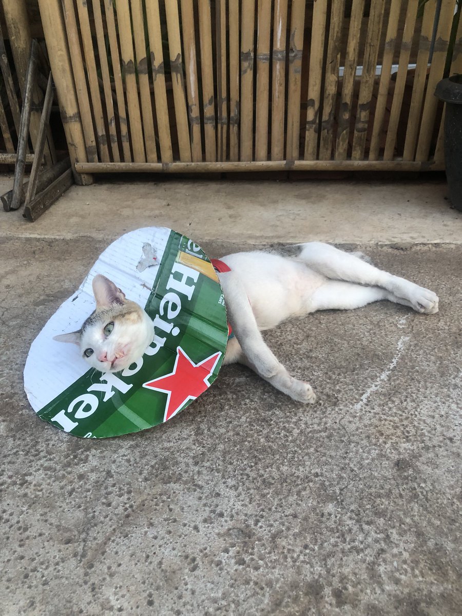 mankensensei's tweet photo. 超超超超超とんでもないことになったかもしれません
興奮でうまくタイピングタッピングできません

詳細はnoteの私のページをご覧ください

＃小倉3R的中  #新理論無敗競馬確立 https://t.co/0wrVqCzf97