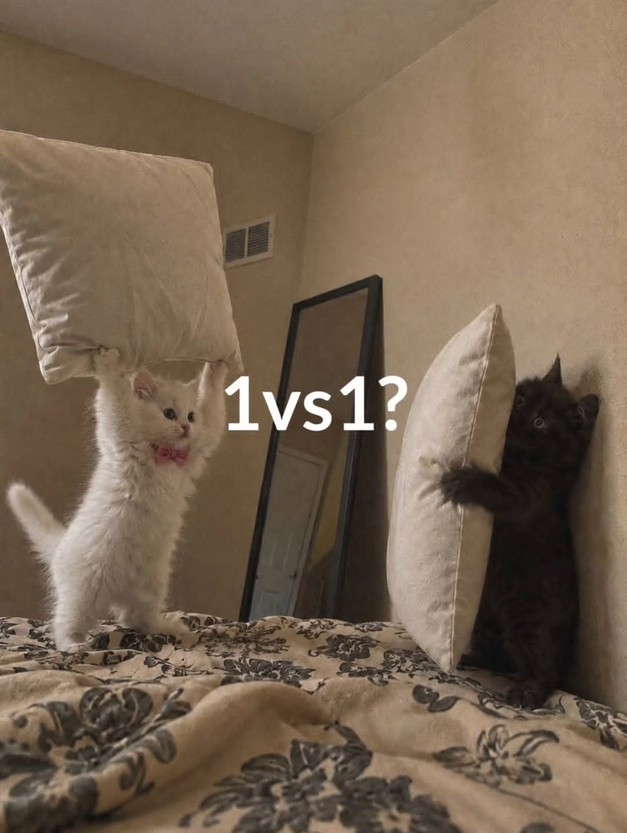 catslovings1's tweet photo. https://t.co/Rz907zWfDS