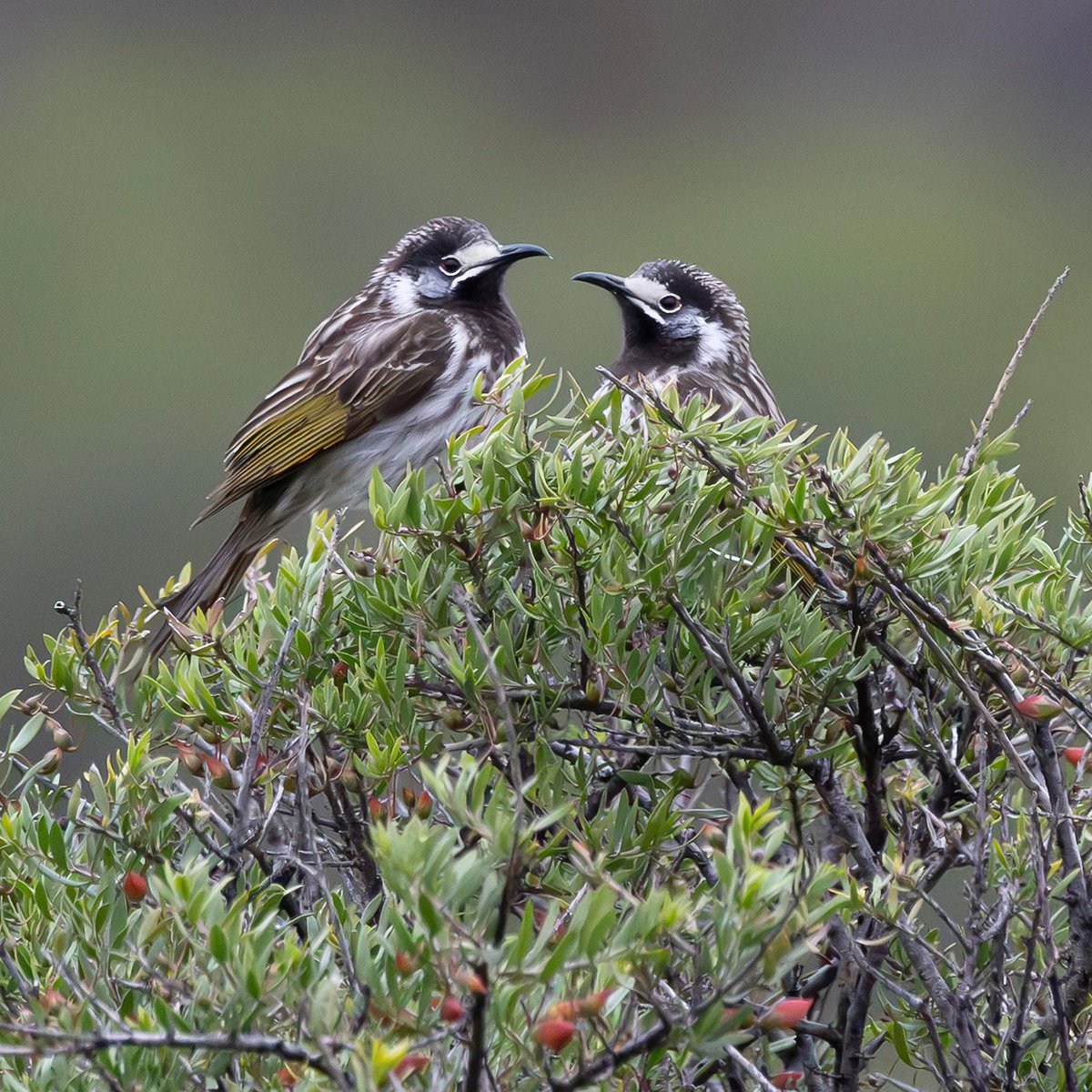 SandyHorne61's tweet photo. Two white-fronted honeyeaters.
Gluepot Reserve, South Australia. https://t.co/IcDSIiNjBg