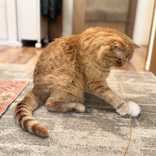 catsitterLien's tweet photo. お留守番日記を更新しました🐾

https://t.co/eu3dMcjPtc

#猫 #猫のいる暮らし #猫好きさんと繋がりたい #お留守番日記   #キャットシッター 

 #ロアさん https://t.co/543ahD55yQ
