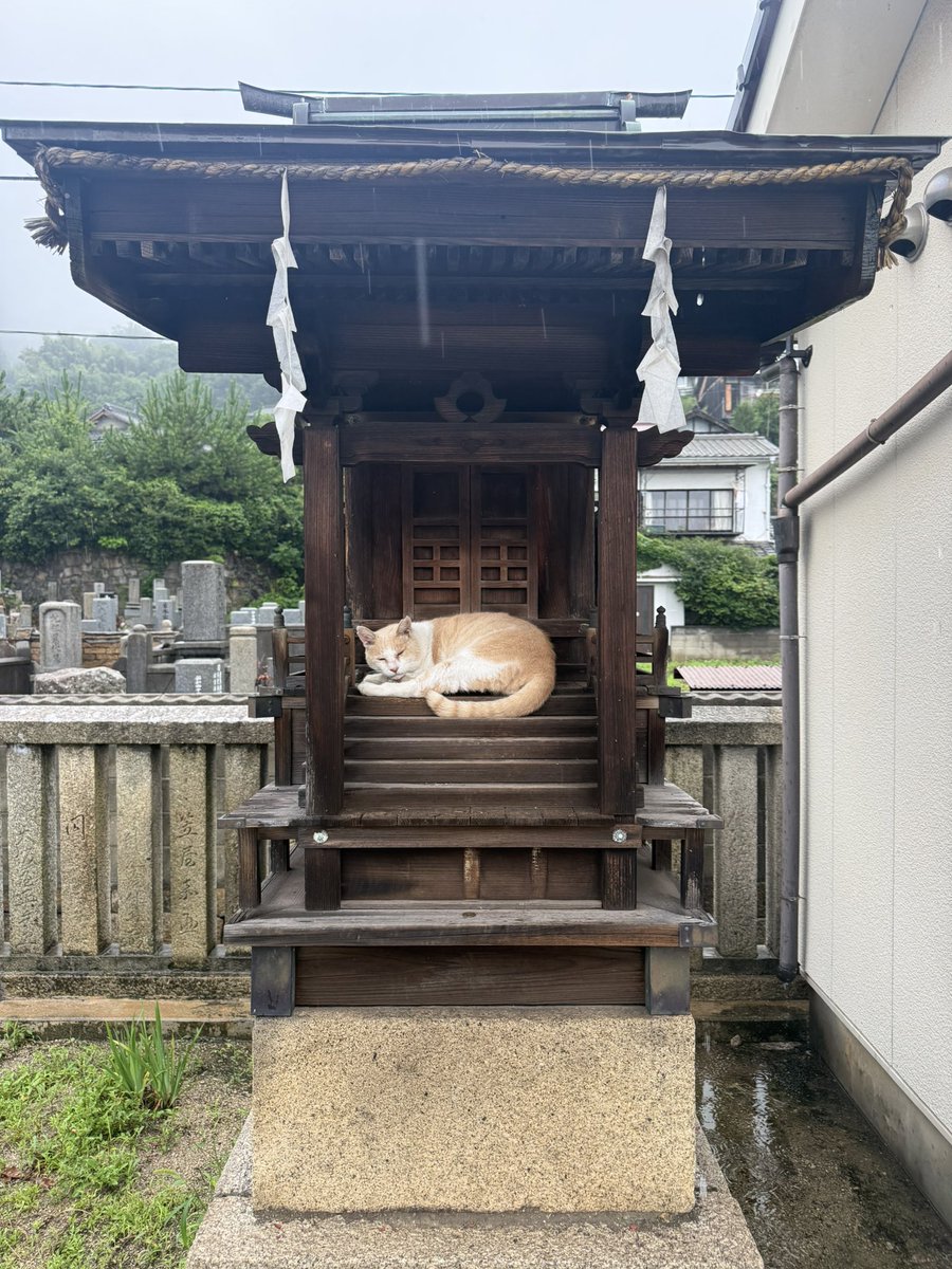 chocotoko's tweet photo. 今朝の尾道山手の猫神様。 https://t.co/t5BEkVaux3