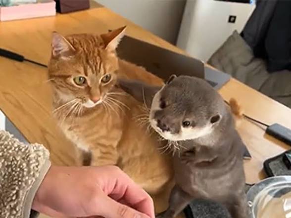 Shandrea As Otters tweet media
