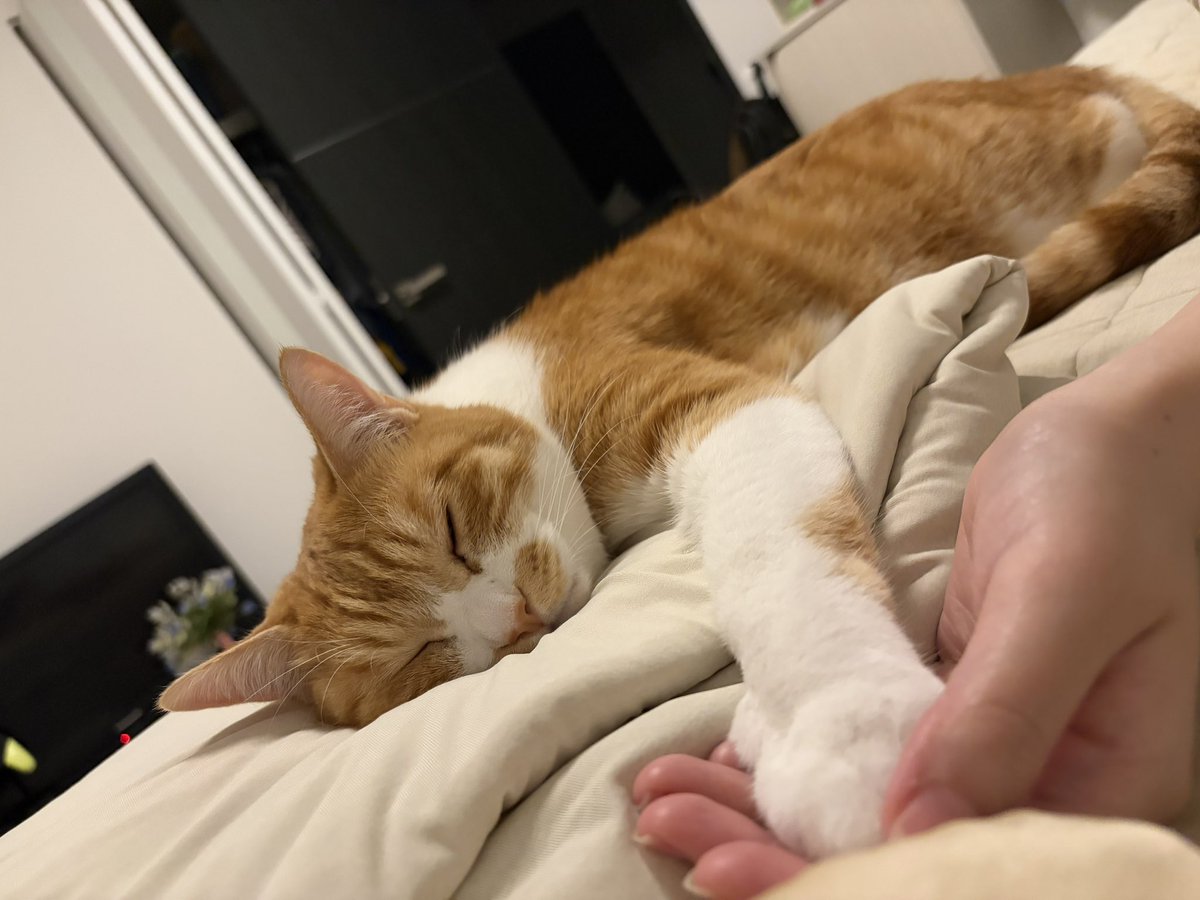 n_on_oi's tweet photo. 昨日でうちに来て丸5年が経った猫です🐈
保護猫として迎えた初日から私のお腹に乗ってゴロゴロ、今でも甘えん坊で夜も添い寝を欠かさない、最高の相棒です☺️
6年目もよろしくね💪 https://t.co/6CTMwKDq1y