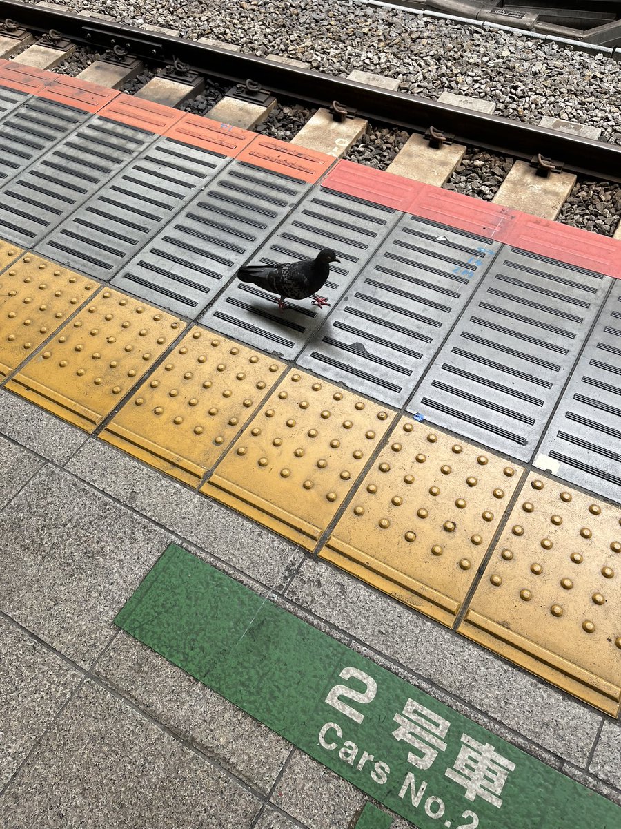 ken_geme's tweet photo. はとちゃん歩いてきたわw https://t.co/vNleCx9hQN