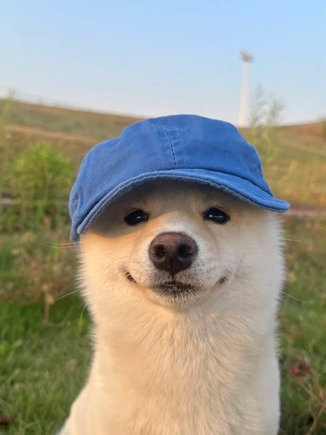 Trạm Pet & Chill tweet media