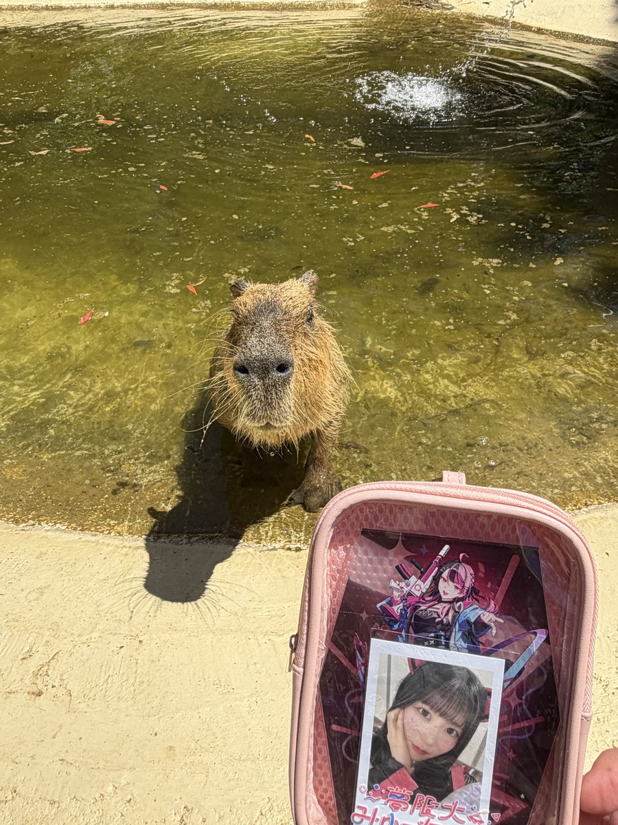 kirsch_dolmel's tweet photo. ユノち…バス内アナウンスで似てるかも？と言ってたカピバラだよ…
バス内アナウンスで出てたユスラヤシ並木だよ… #みてユノ #ゆめみた47_沖縄 https://t.co/KfQ69WXOe7